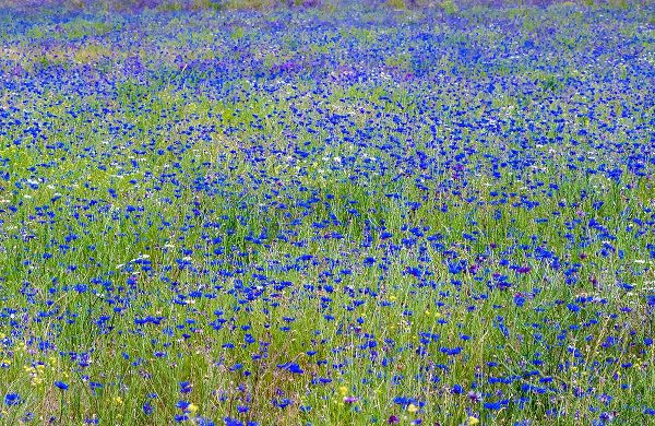 Gulin, Sylvia 아티스트의 USA-Washington State-Palouse blue bachelor buttons in large field near Winona작품입니다.